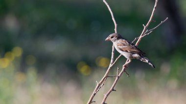 Bir yaz günü bir dalda bahçede bir serçe. Yemek endişesi içinde..