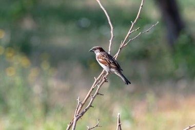 Bir yaz günü bir dalda bahçede bir serçe. Yemek endişesi içinde..