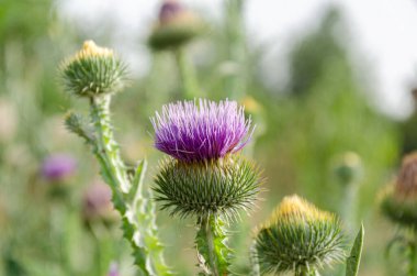 Devedikeni, budyak, enginar devedikeni, güneşli bir yaz gününde bahçede..