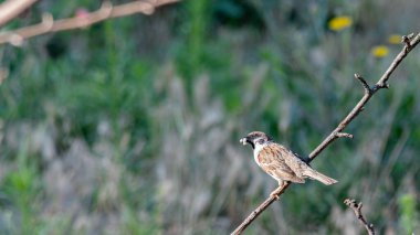 Bir yaz günü bir dalda bahçede bir serçe. Yemek endişesi içinde..