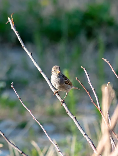 Een Mus Tuin Een Tak Een Zomerdag Zorgen Voedsel — Stockfoto