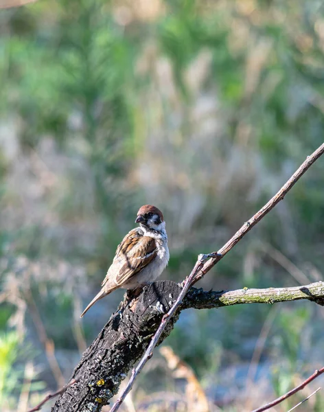 Moineau Dans Jardin Sur Une Branche Jour Été Dans Les — Photo