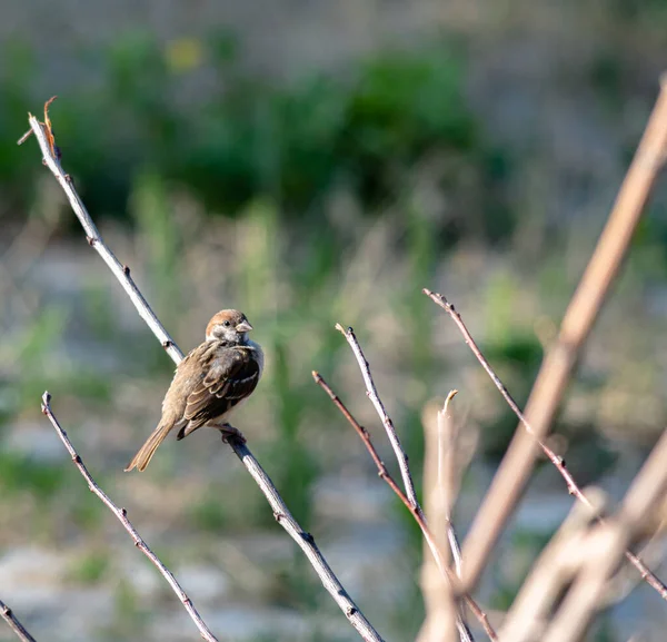 Sparrow Garden Branch Summer Day Worries Food — Stock Photo, Image