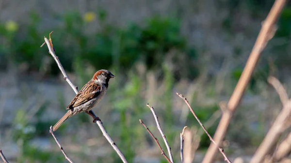 Een Mus Tuin Een Tak Een Zomerdag Zorgen Voedsel — Stockfoto