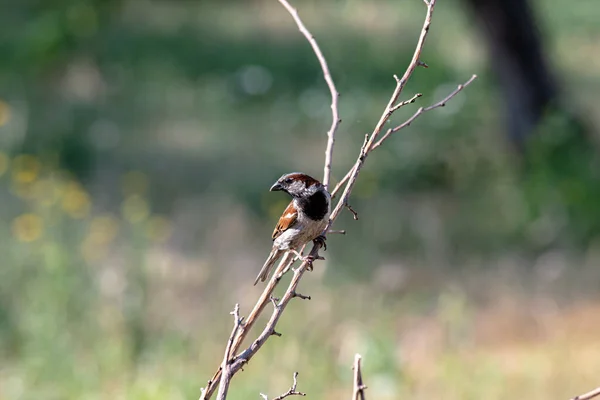 Sparrow Garden Branch Summer Day Worries Food — Stock Photo, Image