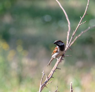 Bahçedeki bir dalda bir serçe oturuyor. Sürekli yiyecek ararlar..
