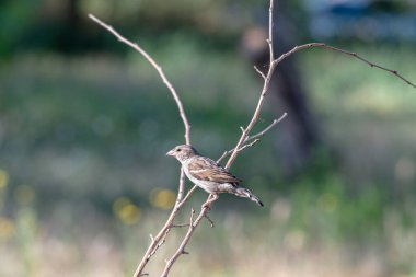 Bahçedeki bir dalda bir serçe oturuyor. Sürekli yiyecek ararlar..