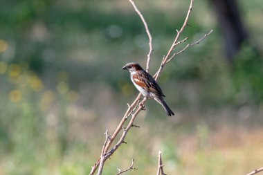 Bahçedeki bir dalda bir serçe oturuyor. Sürekli yiyecek ararlar..