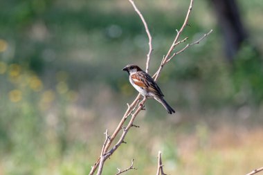 Bahçedeki bir dalda bir serçe oturuyor. Sürekli yiyecek ararlar..