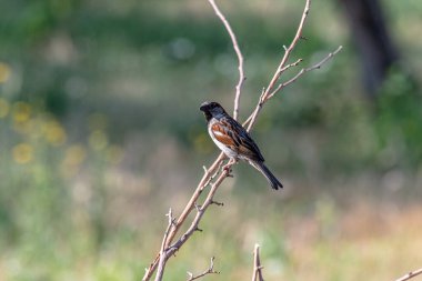 Bahçedeki bir dalda bir serçe oturuyor. Sürekli yiyecek ararlar..