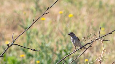 Bahçedeki bir dalda bir serçe oturuyor. Sürekli yiyecek ararlar..