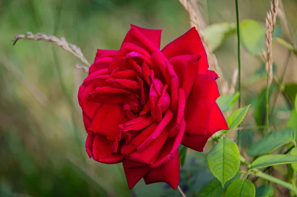 花园里有一朵茂盛的红玫瑰 — 图库照片