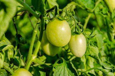 Bir yaz günü bahçede çiçek tarhında papatyalar..