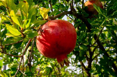  Bahçedeki bir dalda olgun kırmızı nar..