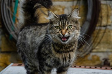 Bahçede yürüyüş için gri evcil kedi.