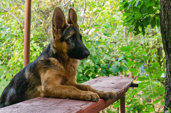 Pastor Cachorro Jardín Para Paseo Otoño Tarde — Foto de Stock