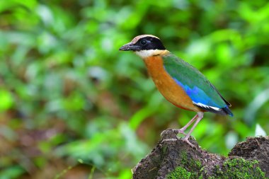 Güzel renkli kuş, mavi kanatlı Pide (Pide moluccensis) Tayland alınmıştır.