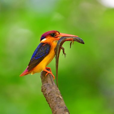 Güzel kuş, Oriental cüce Kingfisher (Ceyx erithaca) kuş ile kurban piliç, kuş Tayland için.