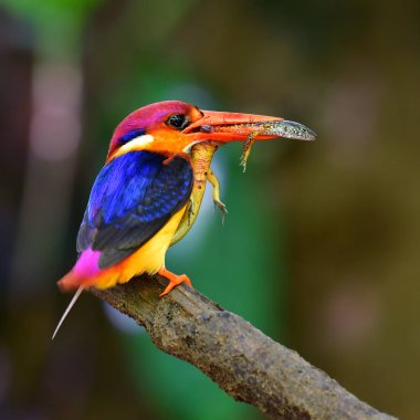 Güzel kuş, Oriental cüce Kingfisher (Ceyx erithaca) kuş ile kurban piliç, kuş Tayland için.