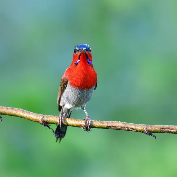 Pássaro Bonito Macho Crimson Sunbird Aethopyga Siparaja Empoleirado Ramo — Fotografia de Stock