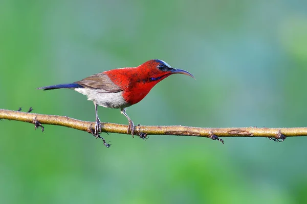Vacker Fågel Manliga Crimson Sunbird Aethopyga Siparaja Sittande Gren — Stockfoto