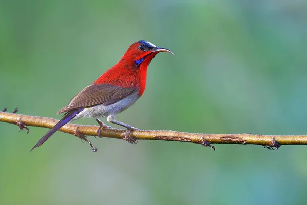 Vacker Fågel Manliga Crimson Sunbird Aethopyga Siparaja Sittande Gren — Stockfoto