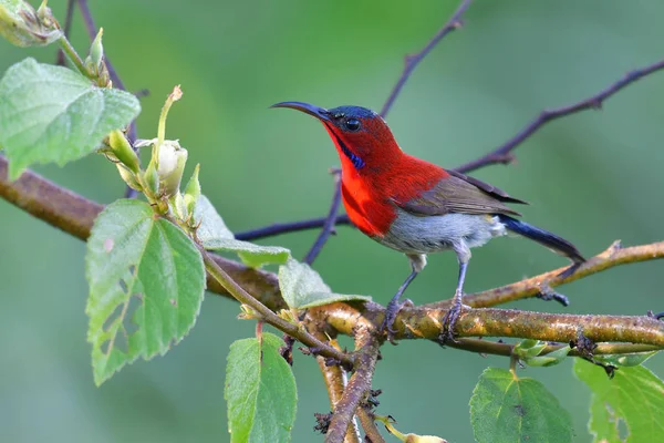 Güzel Kuş Crimson Sunbird Aethopyga Siparaja Erkek Bir Dalda Tıraşlama — Stok fotoğraf