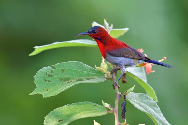 Güzel Kuş Crimson Sunbird Aethopyga Siparaja Erkek Bir Dalda Tıraşlama — Stok fotoğraf