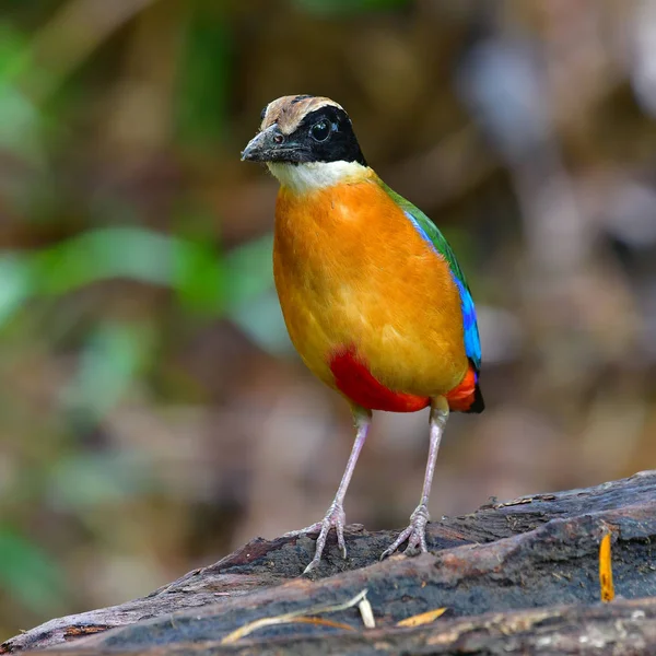 Bela Ave Colorida Pitta Asa Azul Pitta Moluccensis Tirada Tailândia — Fotografia de Stock