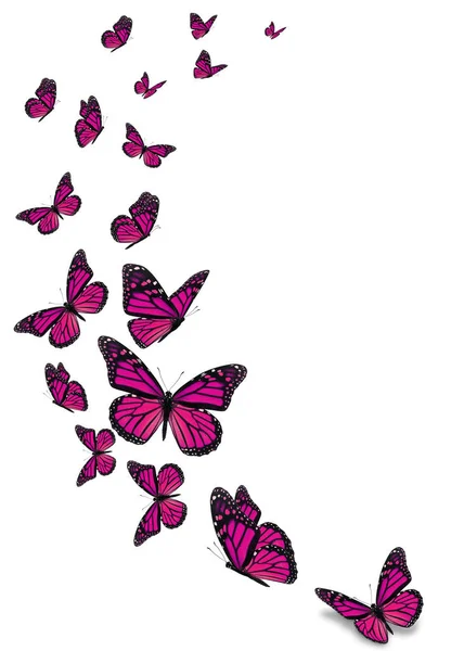 Krásný Růžový Motýl Monarcha Izolovaných Bílém Pozadí — Stock fotografie