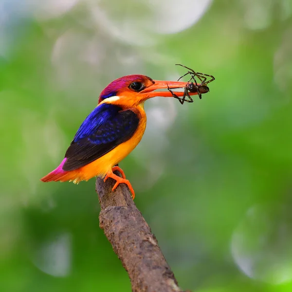Pássaro Bonito Kingfisher Anão Oriental Ceyx Erithaca Pássaro Com Vítima — Fotografia de Stock