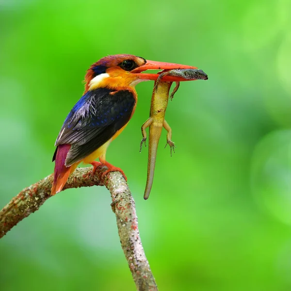 Bel Oiseau Kingfisher Nain Oriental Ceyx Erithaca Oiseau Debout Sur — Photo