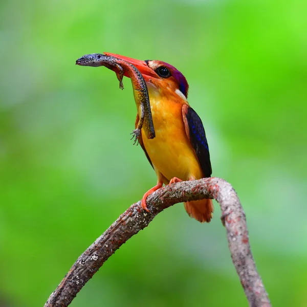 Krásný Pták Orientální Trpaslík Kingfisher Ceyx Erithaca Pták Stojící Větvi — Stock fotografie