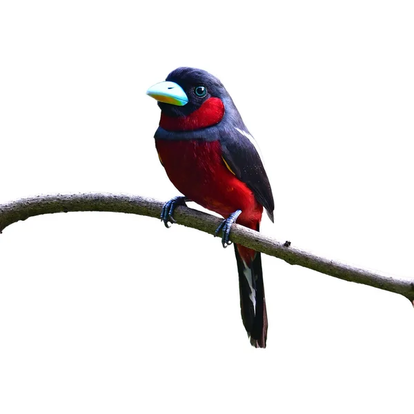 Bela Ave Broadbill Black Red Broadbill Cymbirhynchus Macrorhynchos Perchinh Uma — Fotografia de Stock