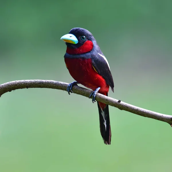 Güzel Kılıç Kuş Siyah Kırmızı Kılıç Cymbirhynchus Macrorhynchos Perchinh Dal — Stok fotoğraf