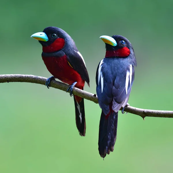 Beau Broadbill Oiseau Noir Rouge Broadbill Cymbirhynchus Macrorhynchos Perchinh Sur — Photo