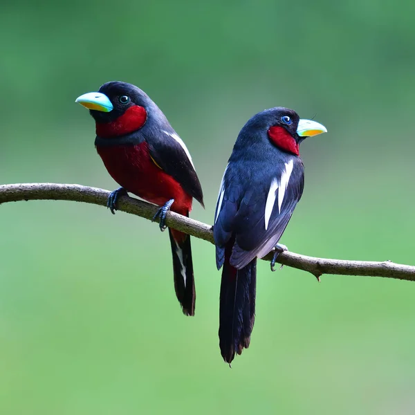 Beau Broadbill Oiseau Noir Rouge Broadbill Cymbirhynchus Macrorhynchos Perchinh Sur — Photo