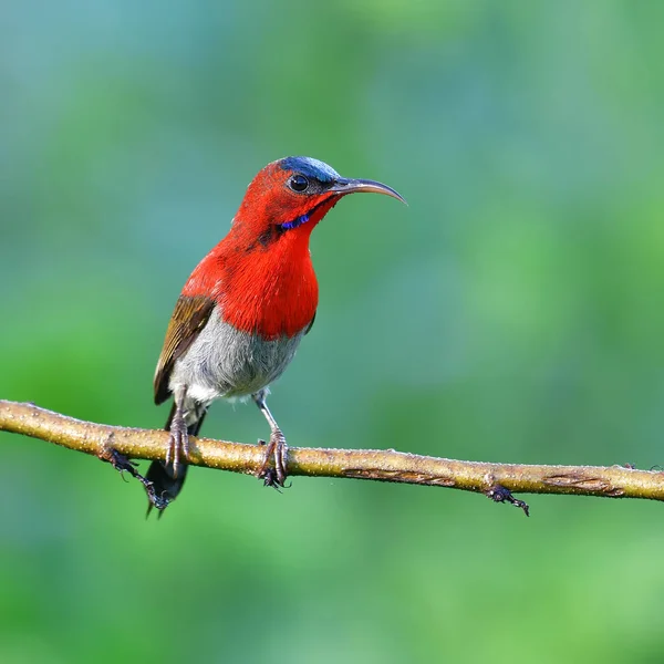 Güzel Kuş Crimson Sunbird Aethopyga Siparaja Erkek Bir Dalda Tıraşlama Stok Fotoğraf