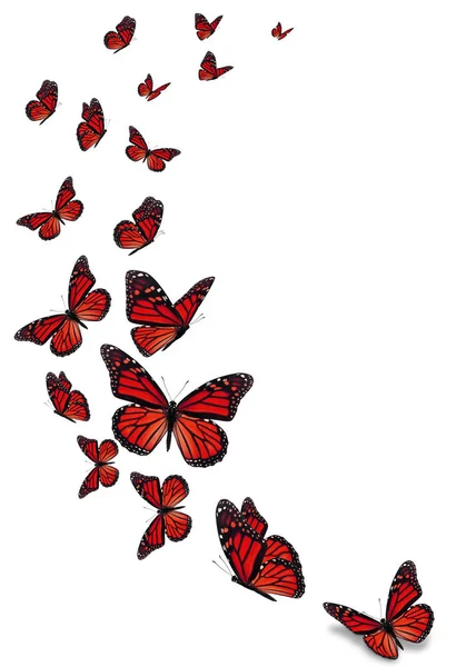 Güzel Kırmızı Beyaz Arka Plan Üzerinde Izole Kelebek Monarch Telifsiz Stok Fotoğraflar