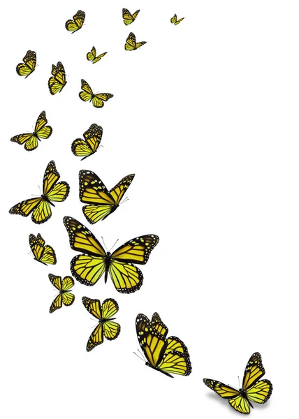 Güzel Sarı Beyaz Arka Plan Üzerinde Izole Kelebek Monarch Telifsiz Stok Imajlar