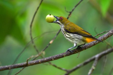 Güzel kuş, Krung Ching şelale, Khao Luang Milli Parkı, Tayland bir şubesine üzerinde sarı Bacalı Flowerpecker (Dicaeum chrysorrheum) perchinh.
