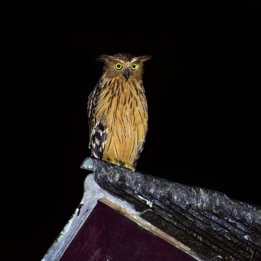 Güzel kuş, Buffy balık baykuş (Ketupa ketupu) gece Krung Ching şelale, Khao Luang Milli Parkı, Tayland.