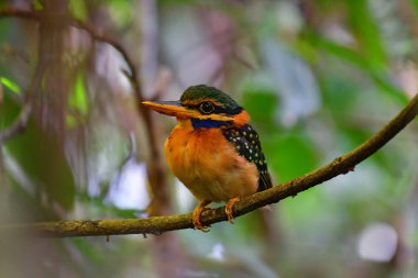 Güzel kuş, kadın, kızılca yakalı Kingfisher (Actenoides concretus) perchinh dal, Krung Ching şelale, Khao Luang Milli Parkı, Tayland.