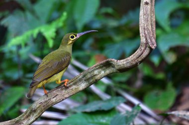 Güzel kuş, bozkır Spiderhunter (Arachnothera flavigaster) perchinh dal, Krung Ching şelale, Khao Luang Milli Parkı, Tayland.