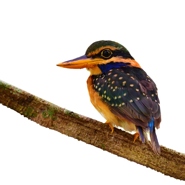 Krásný Pták Samice Pěvec Límcem Kingfisher Actenoides Concretus Perchinh Pobočce — Stock fotografie