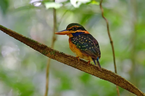 Pássaro Bonito Fêmea Kingfisher Colarinho Rufous Actenoides Concretus Perchinh Uma — Fotografia de Stock