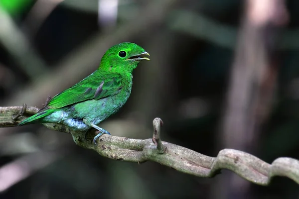Belle Oiseau Vert Femelle Bec Vert Calyptomena Viridis Perchinh Sur — Photo