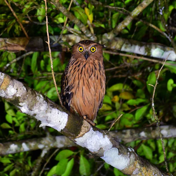 Beautiful Bird Buffy Fish Owl Ketupa Ketupu Night Krung Ching — Stock Photo, Image