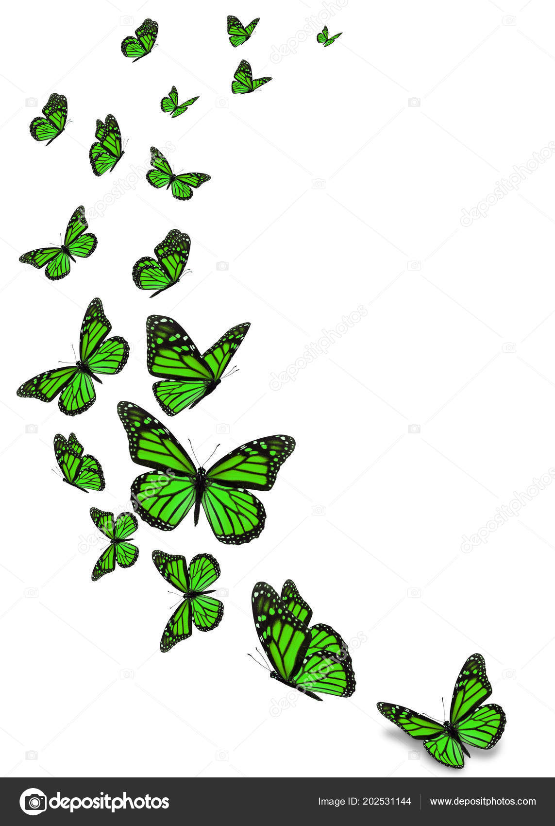 Beautiful Green Monarch Butterfly Isolated White Background Stock Photo by  ©thawats 202531144