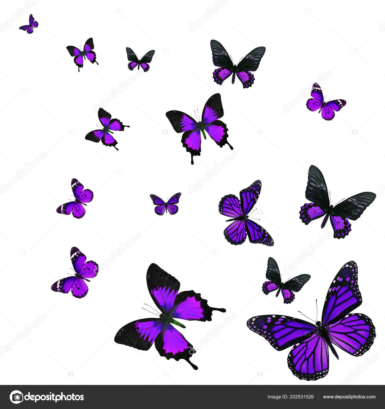 Beautiful Purple Butterfly Flying Isolated White Background Royalty Free Photo Stock Image By C Thawats 202531526